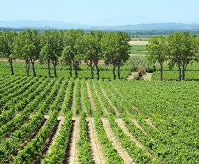 An Yvon Mau vineyard, in Languedoc Region of Southern France.